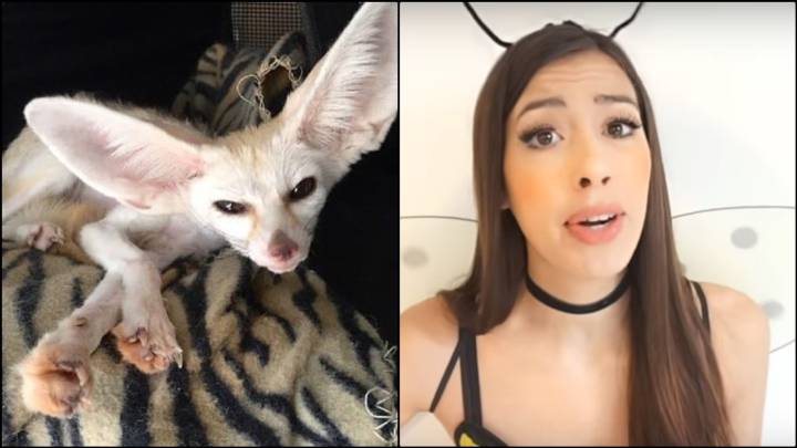 Críticas a una youtuber que alimenta a su zorro fénec con una dieta vegana