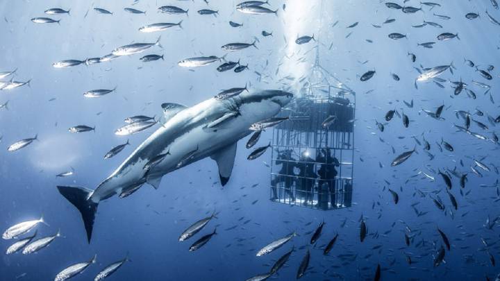 Este enorme tiburón blanco acechó a un grupo de submarinistas en México
