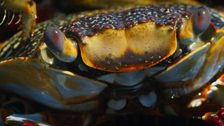 Morenas y pulpos contra cangrejos: los documentales también pueden ser virales