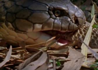 Graban cómo la mayor serpiente de la Tierra caza a su presa: un cervatillo