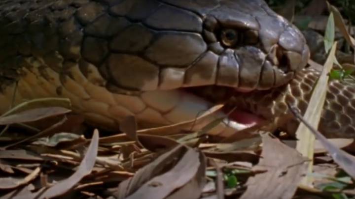 Graban cómo la mayor serpiente de la Tierra caza a su presa: un cervatillo