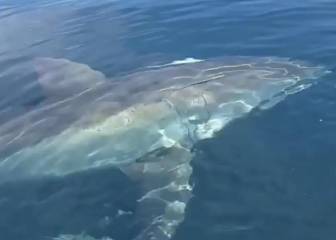 La reacción de este pescador al grabar a un tiburón acechando su barco no tiene desperdicio