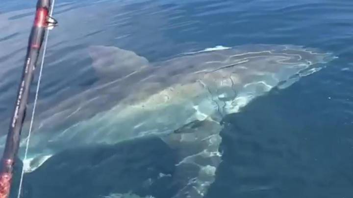 La reacción de este pescador al grabar a un tiburón acechando su barco no tiene desperdicio