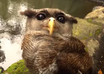 Frank Cuesta acaba de dar una lección sobre cómo liberar animales en su último vídeo