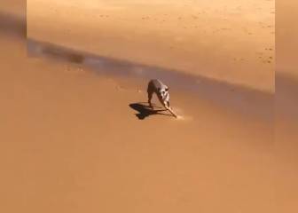 El vídeo de este perro hiperactivo está dando a Twitter mucho de qué hablar