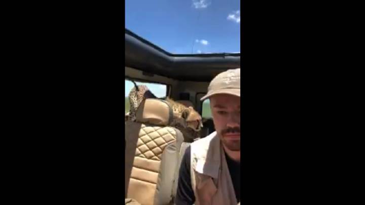 Esto es lo que tienes que hacer si se cuela un guepardo en tu coche y no quieres salir herido