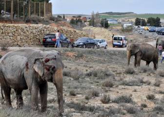 Elefantes en una autovía de Albacete: no es un chiste de 'La Hora Chanante'
