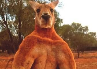 Así es Roger, el canguro australiano que tiene más musculos que los culturistas