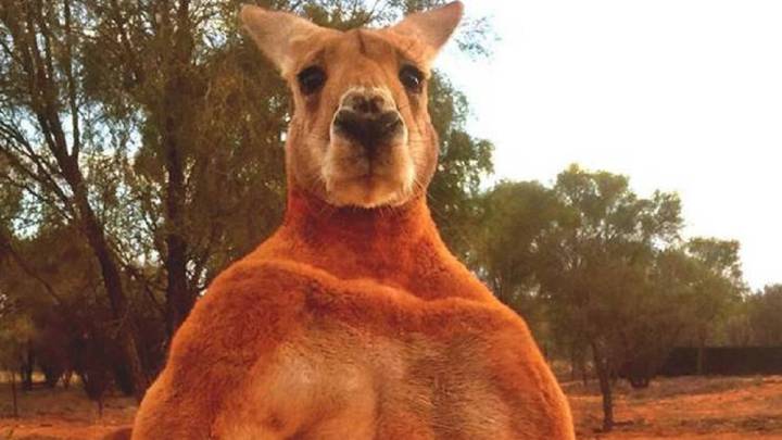 Así es Roger, el canguro australiano que tiene más musculos que los culturistas