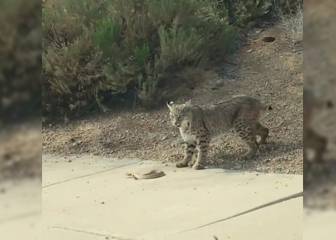 Tremenda pelea entre un lince y una serpiente: ¿quién vencerá?