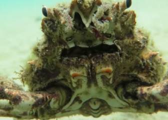 Este cangrejo araña abraza la cámara de un buceador y no sabemos si nos da ternura o miedo