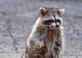 Ohio sufre un ataque de mapaches 'zombi' (pero tiene una explicación)
