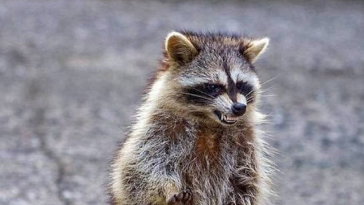Mapache Normal Ohio sufre un ataque de mapaches 'zombi' (pero tiene una explicación ...