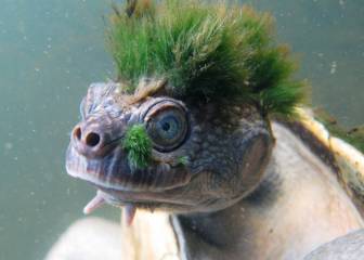 Mira esta tortuga 'punk' porque está en peligro de extinción