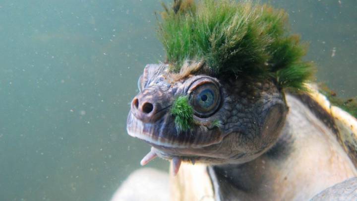 Mira esta tortuga 'punk' porque está en peligro de extinción