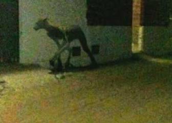 Esta imagen de un supuesto 'chupacabras' es en realidad un personaje de Harry Potter