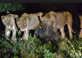 El rey de África no es el león, es el puercoespín, y este vídeo lo prueba