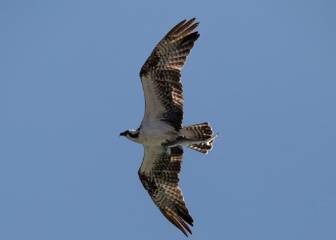 La fotografía que muestra la cadena alimenticia y está dando la vuelta al mundo