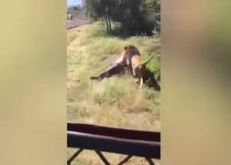 Escalofriantes imágenes: un león ataca ferozmente al dueño de un safari en Sudáfrica