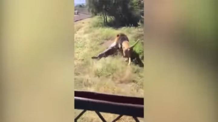 Escalofriantes imágenes: un león ataca ferozmente al dueño de un safari en Sudáfrica