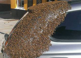 La mejor forma de reaccionar si tu coche se llena de abejas
