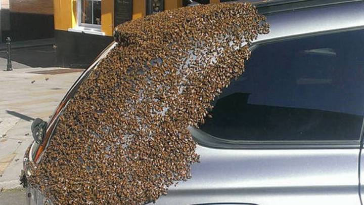 La mejor forma de reaccionar si tu coche se llena de abejas