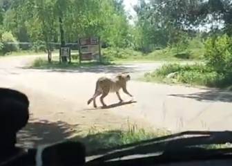 Salen del coche en un safari y están a punto de ser devorados por guepardos