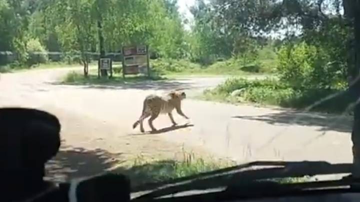 Salen del coche en un safari y están a punto de ser devorados por guepardos