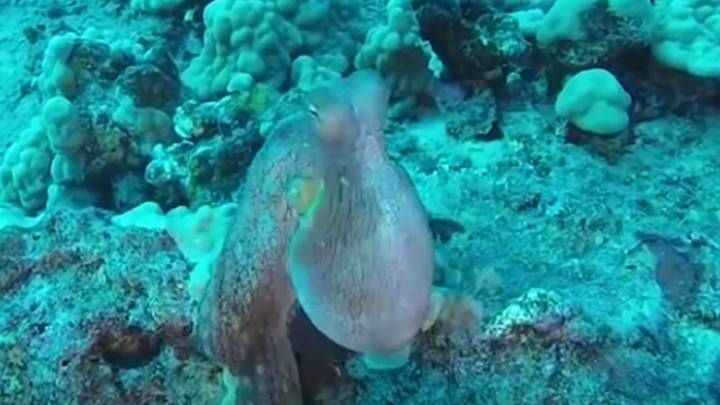 Este pulpo cambiando de color parece de otro planeta