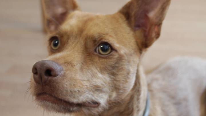 7 historias de perros memorables para celebrar el Día de los perros sin raza