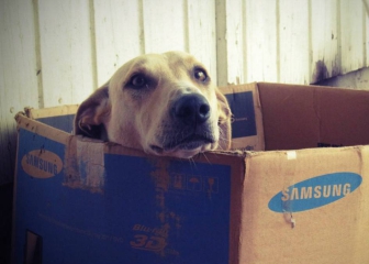 10 accesorios que agradecerá tu mascota