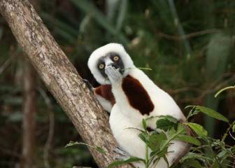 Las fotos nominadas a 'Comedy Wildlife Photo' te alegrarán el día