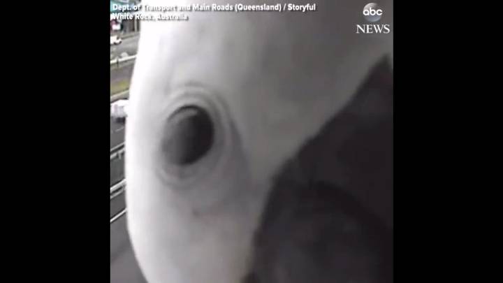 Esta cacatúa se convierte en la protagonista de la cámara de un radar australiano