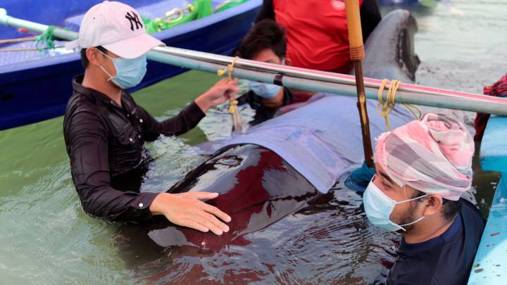 La agónica muerte de esta ballena tailandesa que ha indignado a muchos