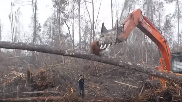 Un orangután de Borneo intenta detener una excavadora que destruía su bosque
