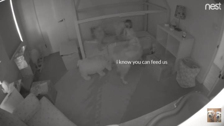 Unos perros ayudan a un bebé a escaparse de su cuarto para que les de comida