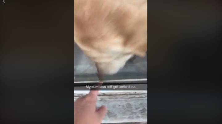 Se quedó encerrada fuera de casa y su perro fue capaz de abrirle la puerta