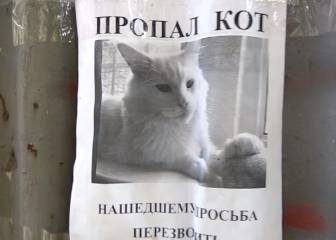 La siniestra ilusión óptica del cartel de un gato perdido