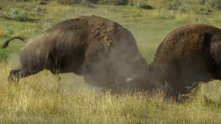 Así pelean por aparearse con más de 50 hembras dos bisontes americanos