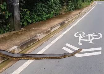 Esta serpiente gigante interrumpió el tráfico en Brasil