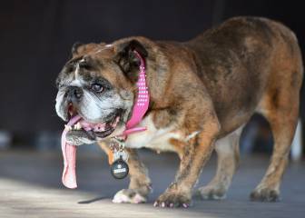 Los perros más feos (pero también graciosos) del mundo