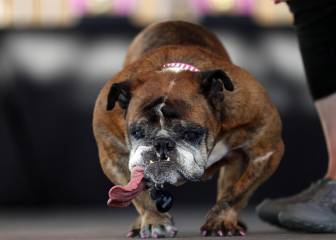 ¿Felicidades?: este es el perro más feo del mundo