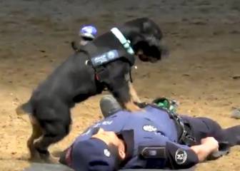 Poncho, el perro de la Policía de Madrid que se ha hecho viral por saber hacer la RCP
