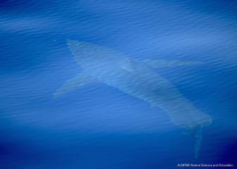 La reacción de estos científicos cuando encuentran un tiburón en Baleares no tiene precio