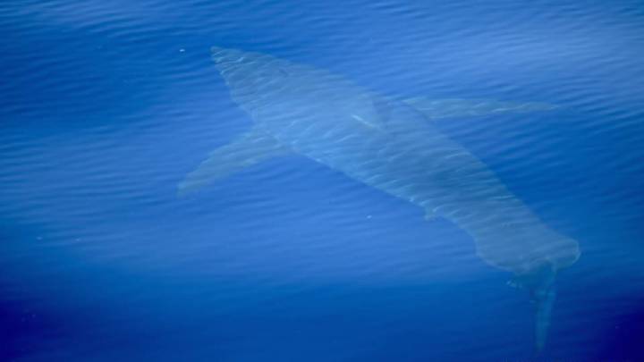 La reacción de estos científicos cuando encuentran un tiburón en Baleares no tiene precio