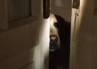 "Cuando él deja a su amo no es para irse de vacaciones": la campaña viral contra el abandono de perros