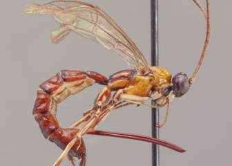 Descubren una nueva especie de avispa con un aguijón gigante en el Amazonas