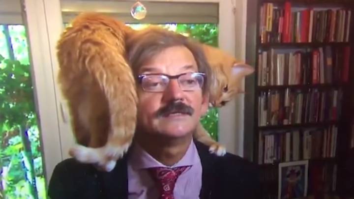Este gato se llevó el protagonismo durante un directo y el entrevistado ni se inmuta