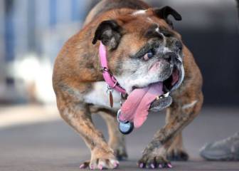 Muere Zsa Zsa, el perro considerado el más feo del mundo