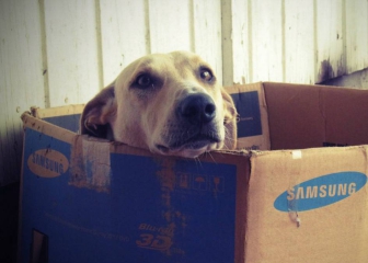 10 accesorios que agradecerán nuestras mascotas